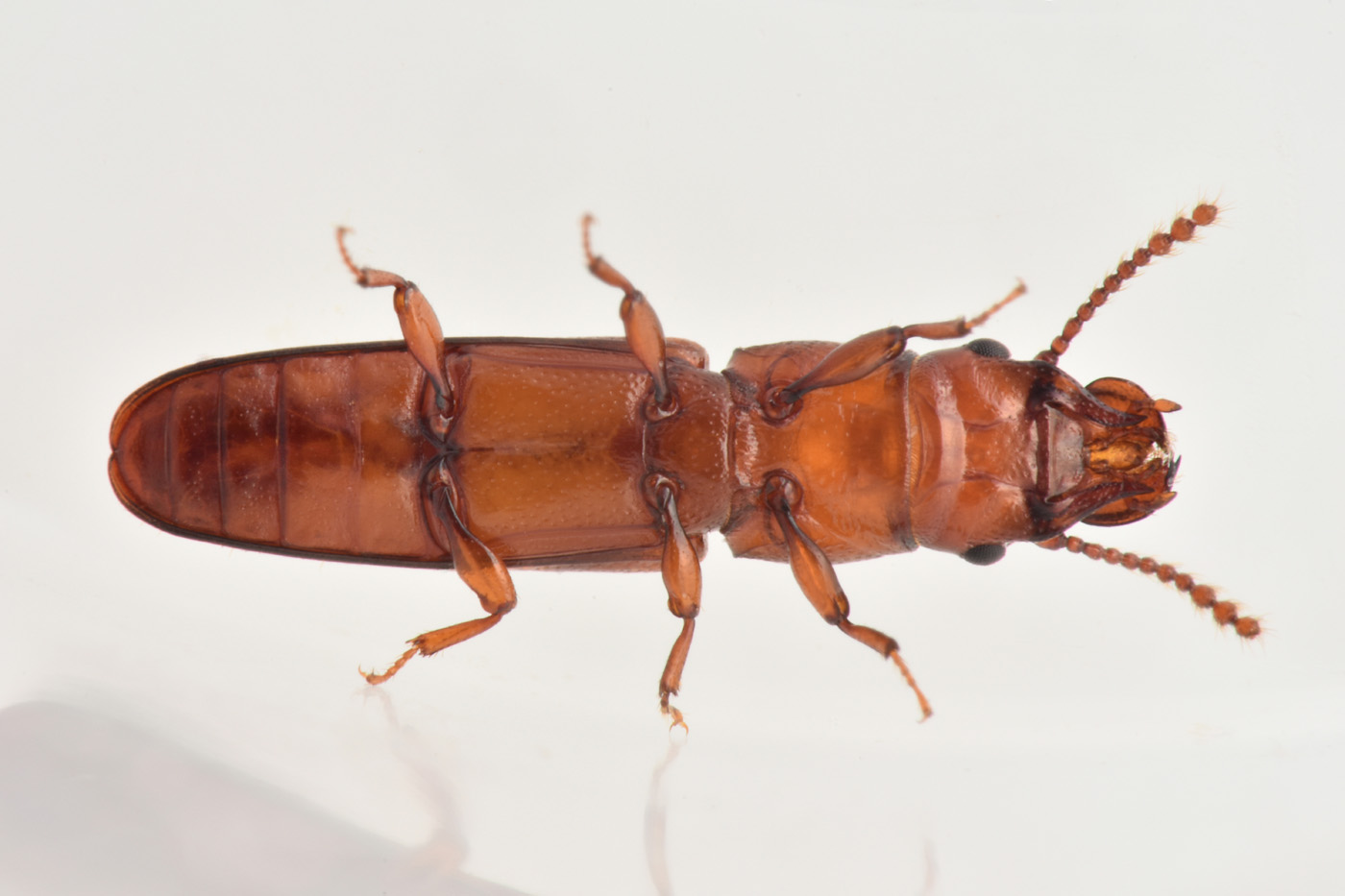 Prostomidae: Prostomis mandibularis